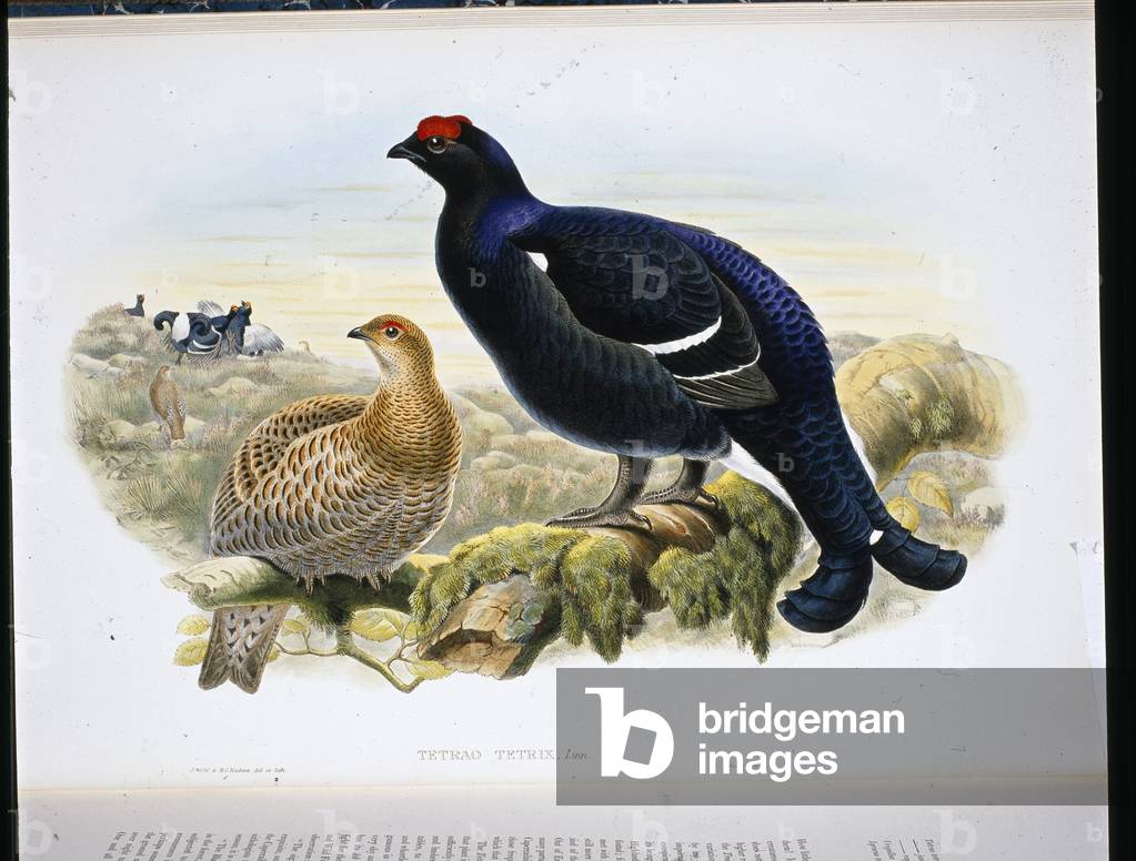 Black Grouse (Tetrao Tetrix) (hand-coloured litho)