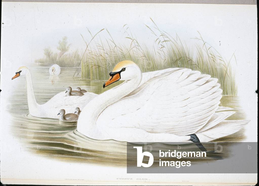 Mute Swan (Cygnus Olor) (hand-coloured litho)