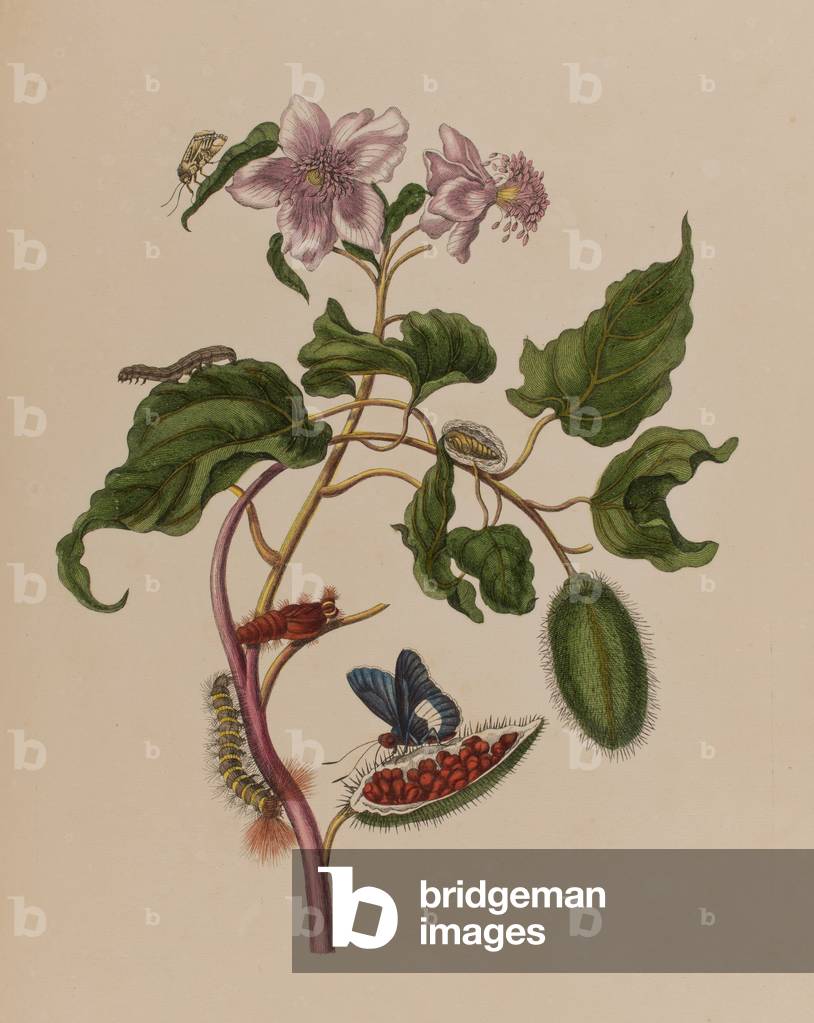 Illustration from 'Metamorphosis insectorum Surinamensium. Ofte Verandering der Surinaamsche Insecten', published in 1705 (coloured engraving)