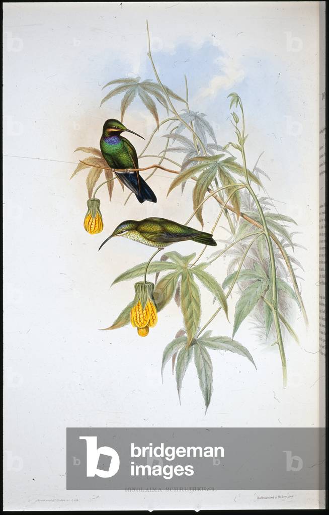 Schreiber's Humming-bird (Ionolaima Schreibersi) (hand-coloured litho)