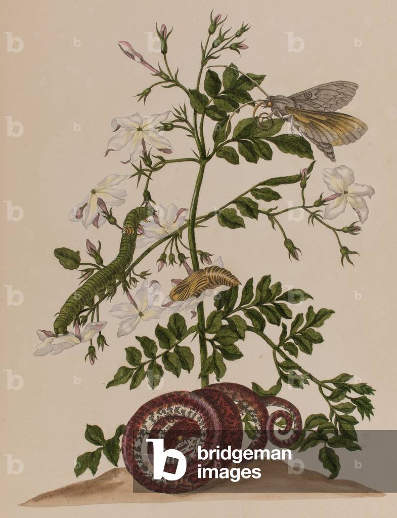 Illustration from 'Metamorphosis insectorum Surinamensium. Ofte Verandering der Surinaamsche Insecten', published in 1705 (coloured engraving)