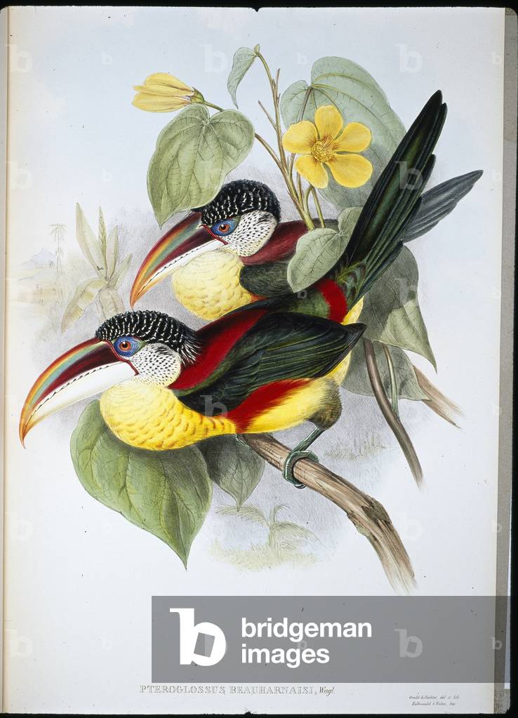 Curl-crested Aracari (Pteroglossus Beauharnaisi) (hand-coloured litho)