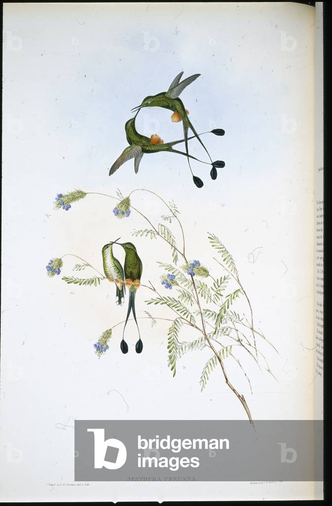 Peruvian Racket-tail (Spathura Peruana) (hand-coloured litho)