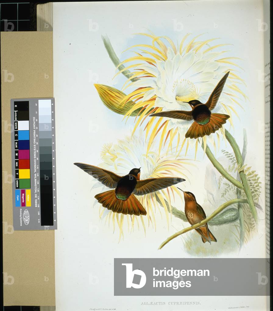 Venezuelan Stenura (panychlora stenura) and (panychlora Russata) (hand-coloured litho)