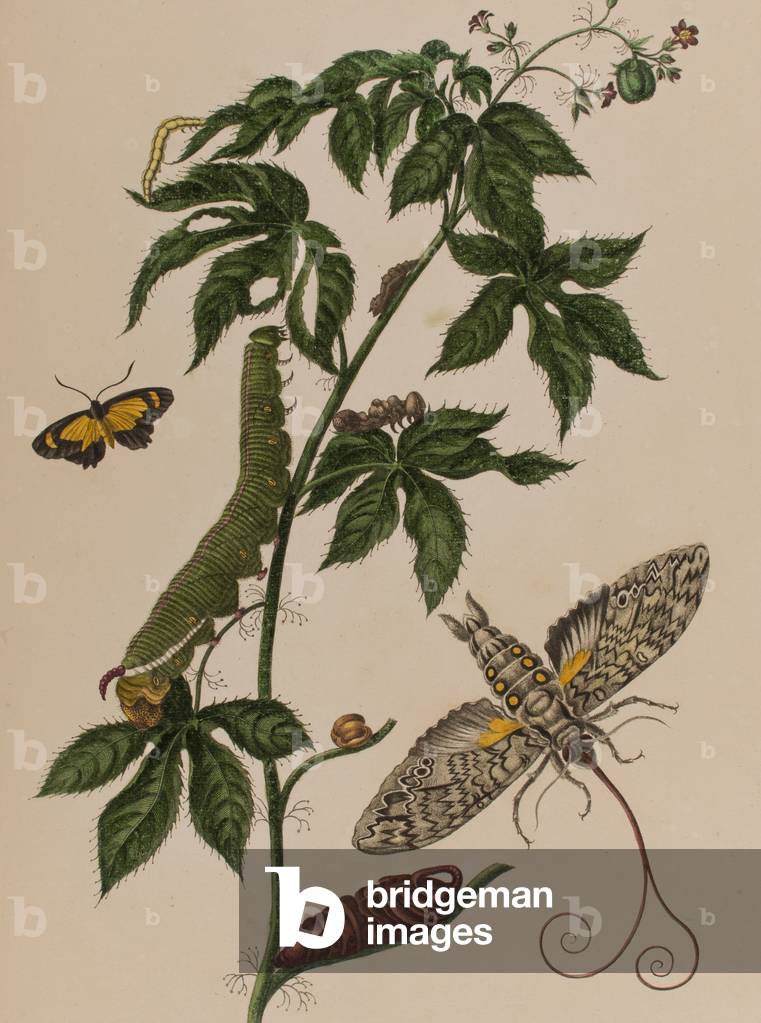 Illustration from 'Metamorphosis insectorum Surinamensium. Ofte Verandering der Surinaamsche Insecten', published in 1705 (coloured engraving)