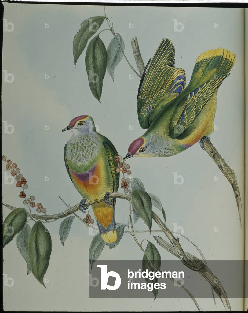 Swainson's Fruit Pigeon (Ptilinopus Swainsonii ) (hand-coloured litho)