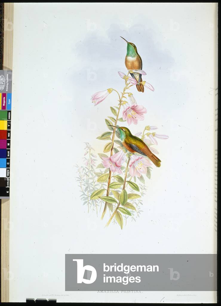 Amazili (Amazilia Pristina) (hand-coloured litho)