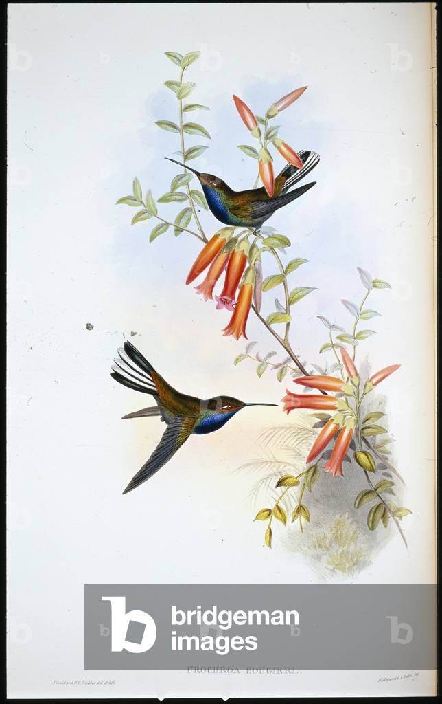 Pied-tail humming bird (Urochroa Bougieri) (hand-coloured litho)