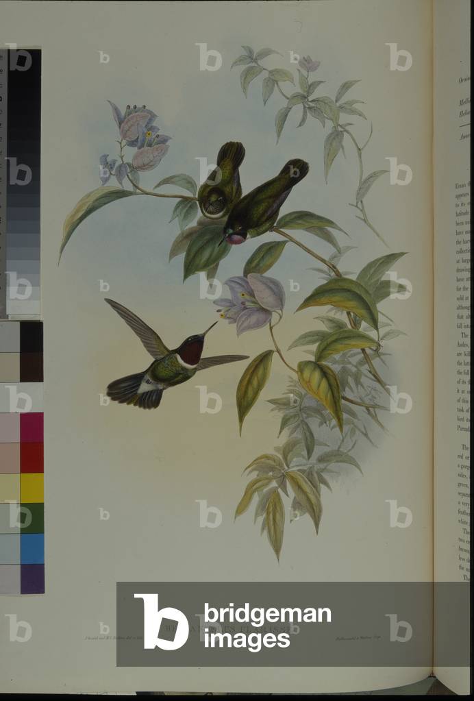 Sun Angel (Heliangelus Clarisse) (hand-coloured litho)