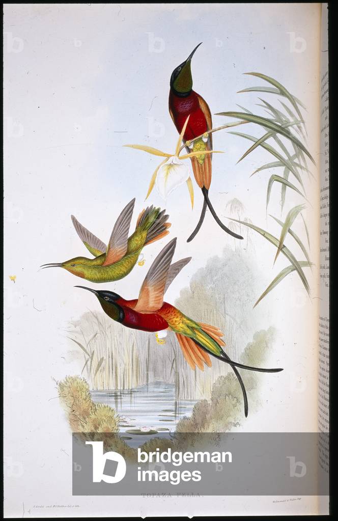 Crimson Topaz (Topaza Pella) (hand-coloured litho)