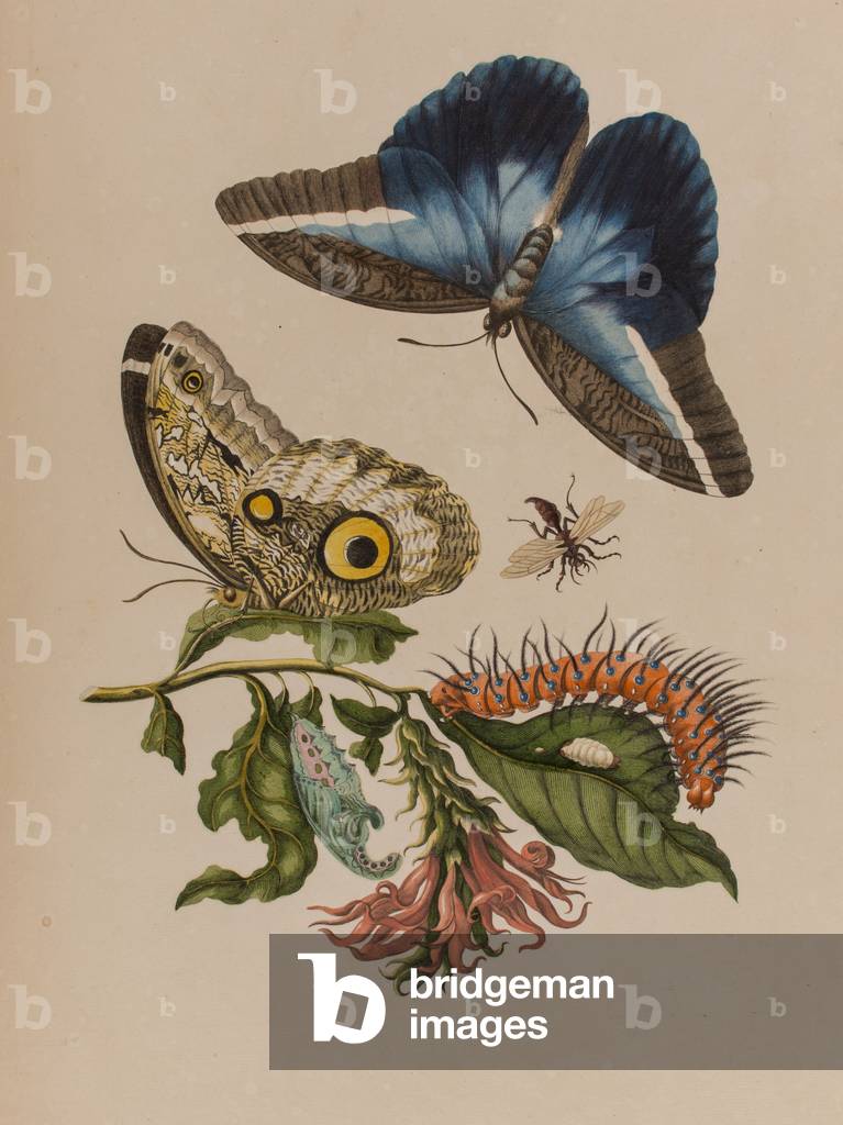 Illustration from 'Metamorphosis insectorum Surinamensium. Ofte Verandering der Surinaamsche Insecten', published in 1705 (coloured engraving)