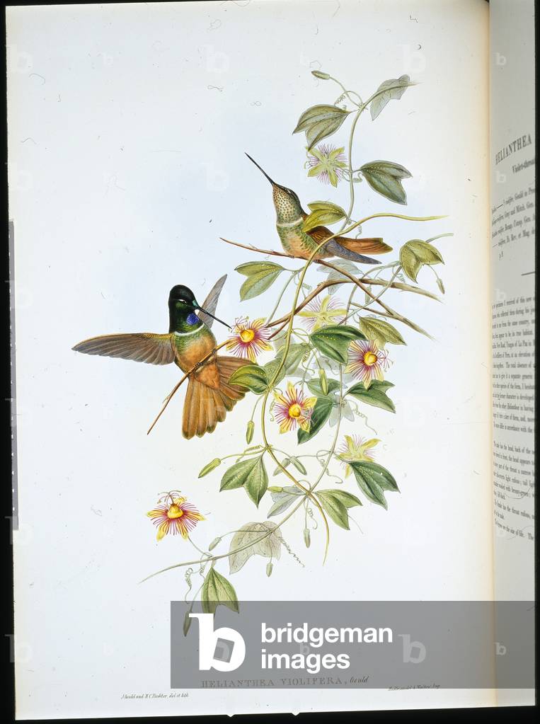 Violet-throated Star-Frontlet (Helianthea Violifera) (hand-coloured litho)
