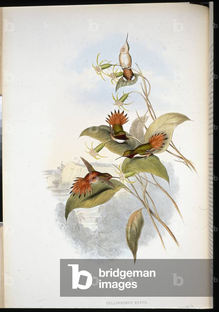 Blue-headed Sapphire (eucephala grayi) (hand-coloured litho)