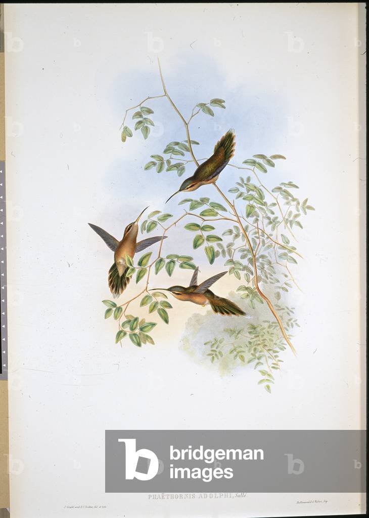 Adolph's Hermit (Phaethornis Adolphi) (hand-coloured litho)