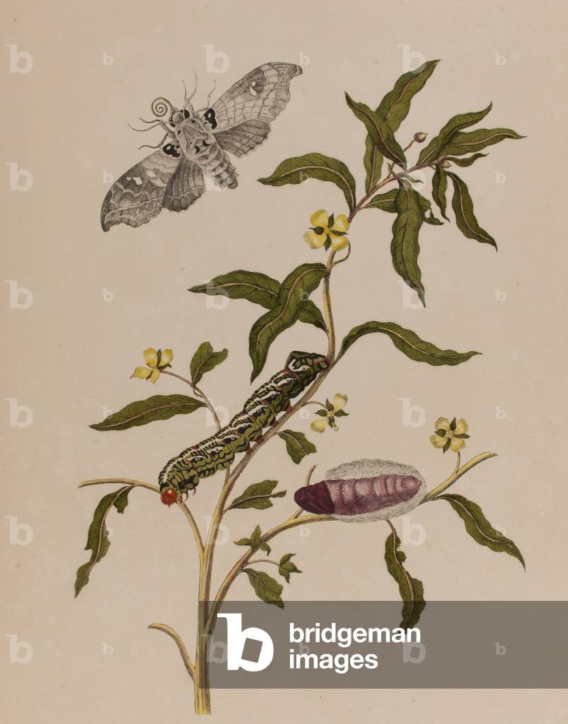 Illustration from 'Metamorphosis insectorum Surinamensium. Ofte Verandering der Surinaamsche Insecten', published in 1705 (coloured engraving)