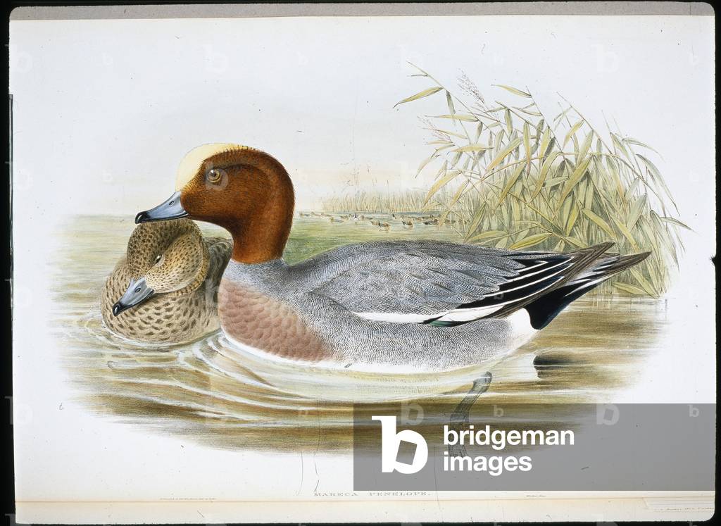 Widgeon (Mareca Penelope) (hand-coloured litho)