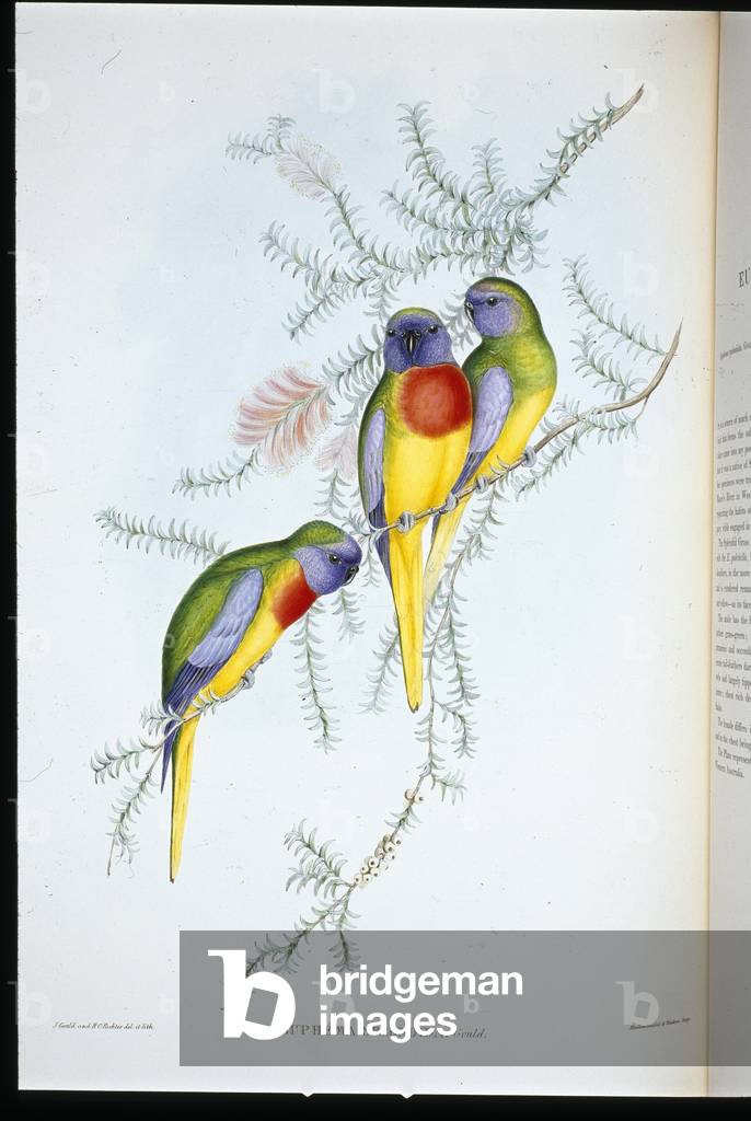 Splendid Grass Parakeet (euphema splendida) (hand-coloured litho)