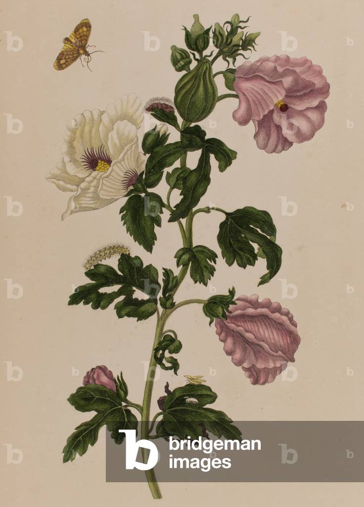 Illustration from 'Metamorphosis insectorum Surinamensium. Ofte Verandering der Surinaamsche Insecten', published in 1705 (coloured engraving)