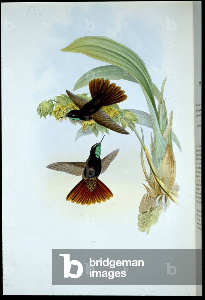 Coppery-tail (Metallura Cupreicauda) (hand-coloured litho)