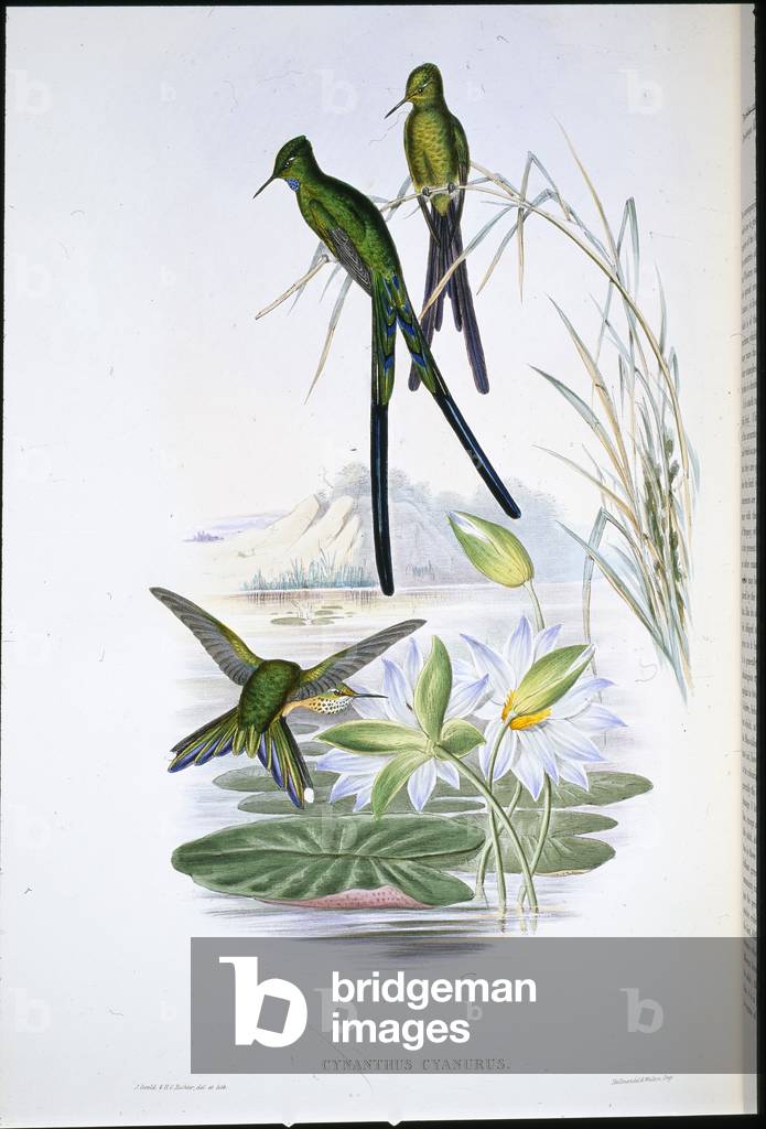 Blue-tailed Sylph (Cynanthus Cyanurus) (hand-coloured litho)