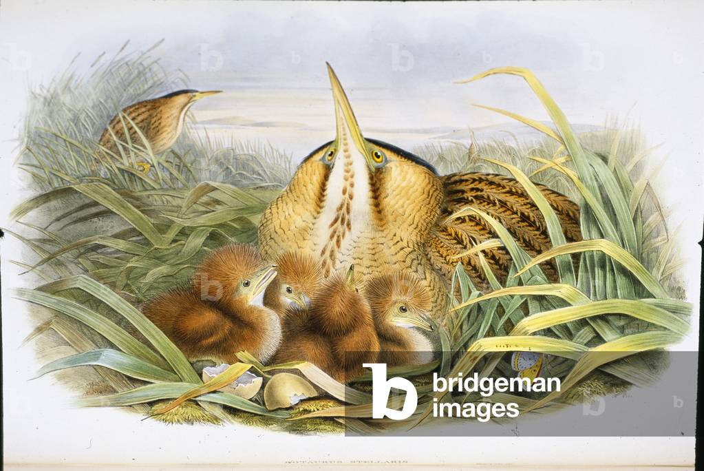 Bittern (Botaurus Stellaris) (hand-coloured litho)