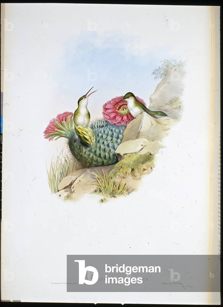 White-breasted Leucippus (leucippus chionogaster) (hand-coloured litho)