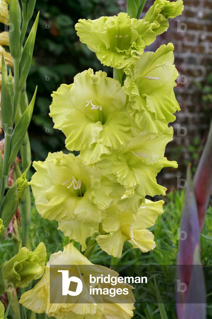 Gladiolus