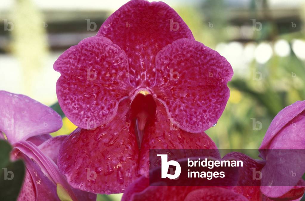 Phalaenopsis “” Bristol's Best”