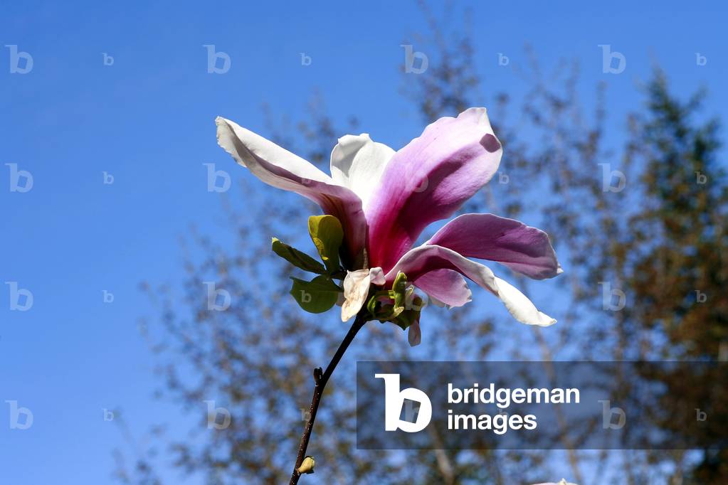 Magnolia “Picture Superba””
