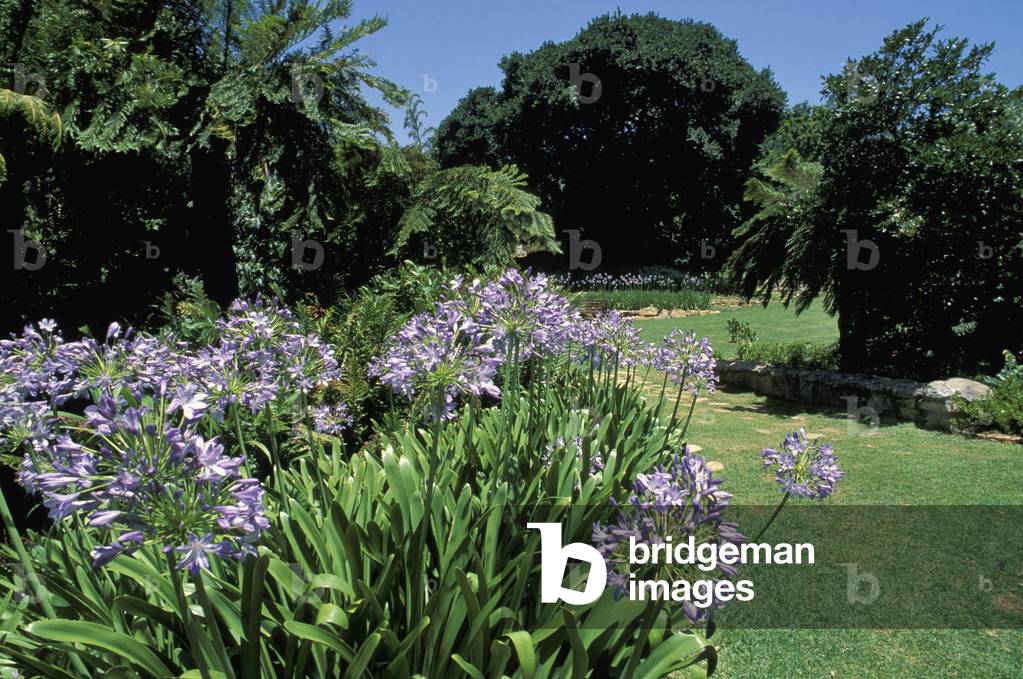 Image of kirstenbosh botanical garden & agapanthus flowers, cape town, south africa