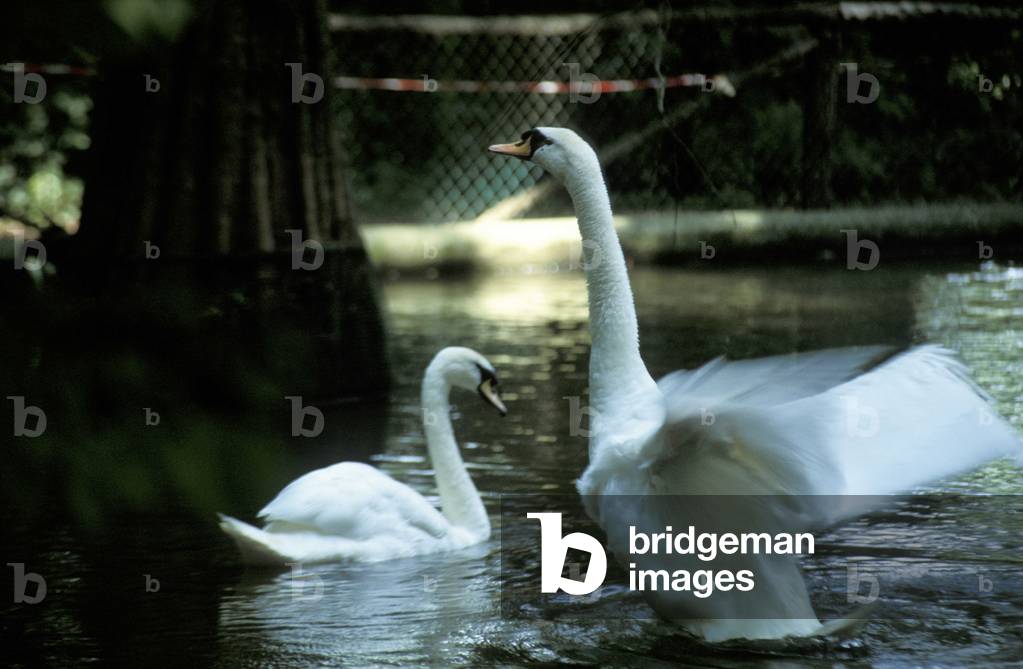 Swans, Seriman-Widman villa, Mira, Riviera del Brenta, Veneto, Italy