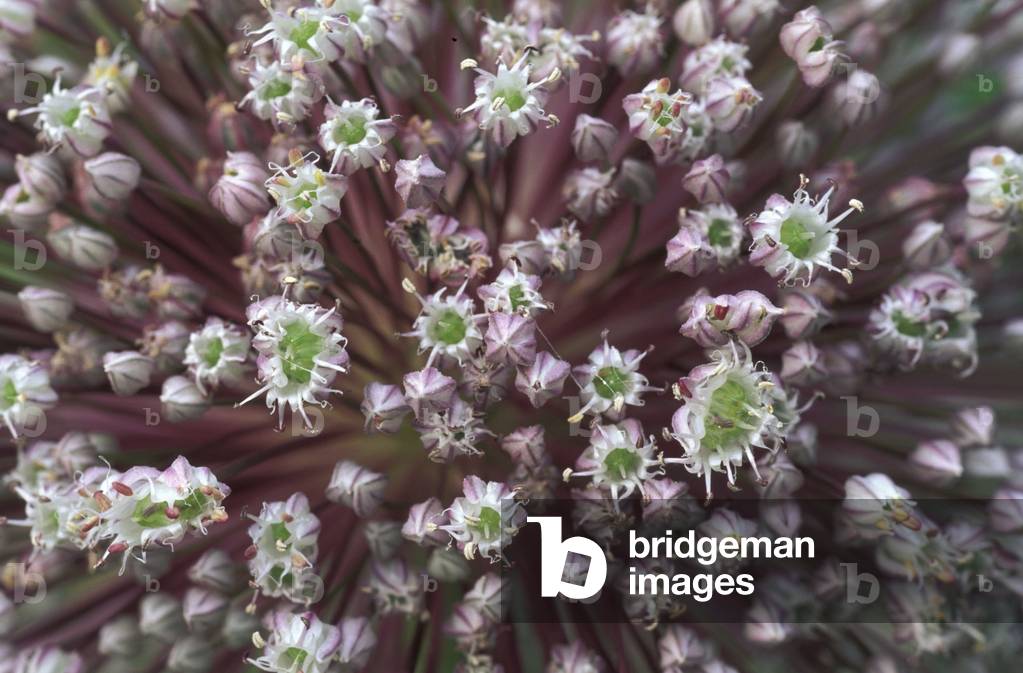 Allium Porrum, Leek, Italy