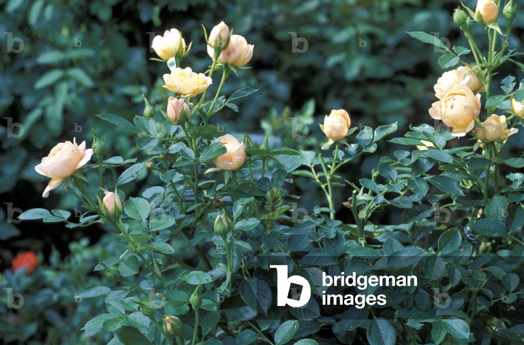 Rosa patio “Apricot Charme””