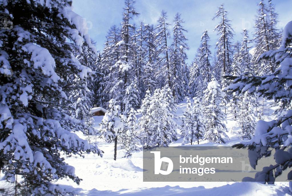 Snow on pineto, Italy