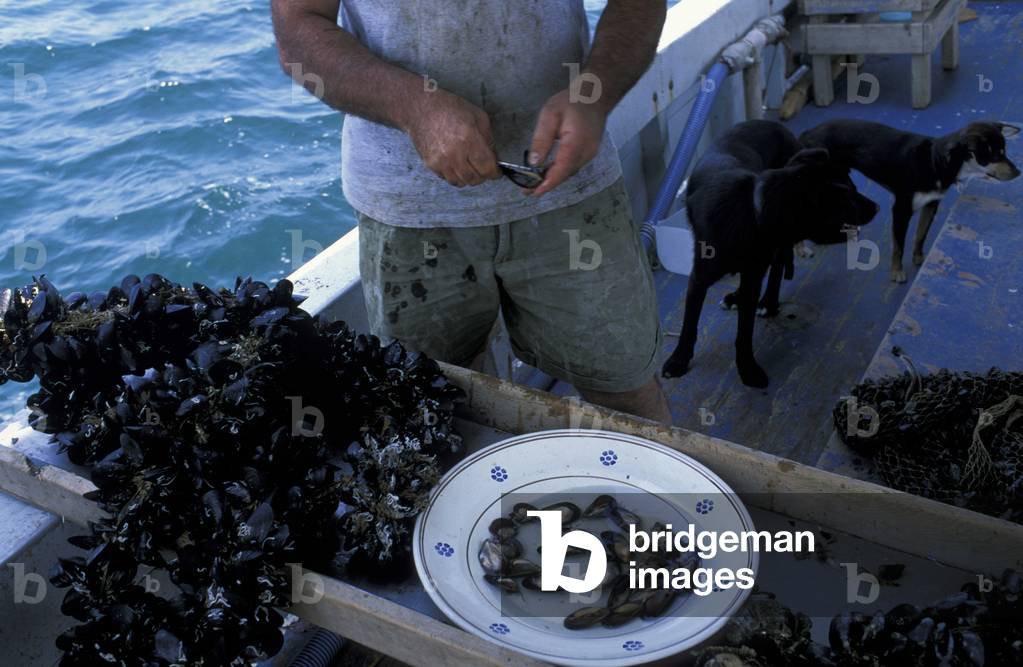 Mussel farming, Taranto, Puglia, Italy