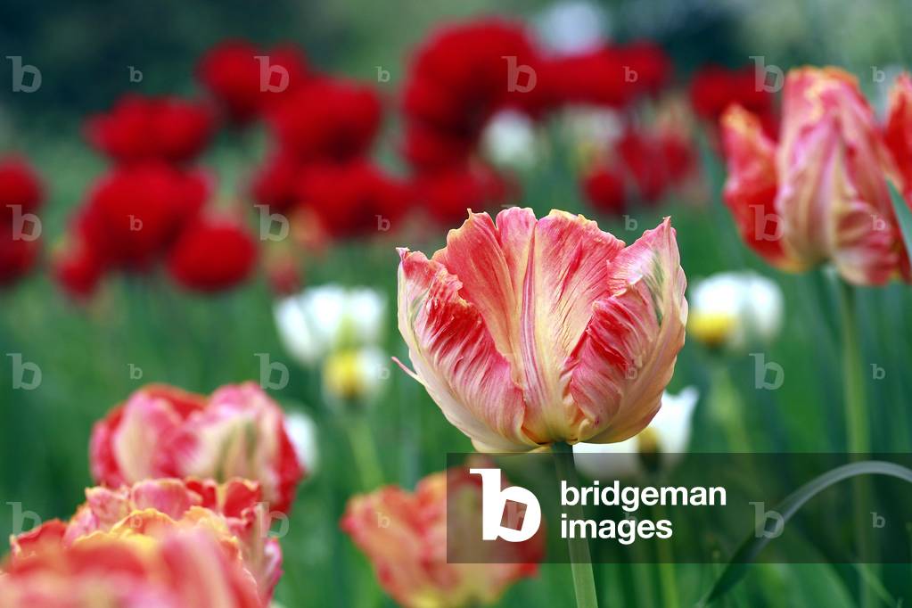 Parrot tulip “” Salmon Parrot”