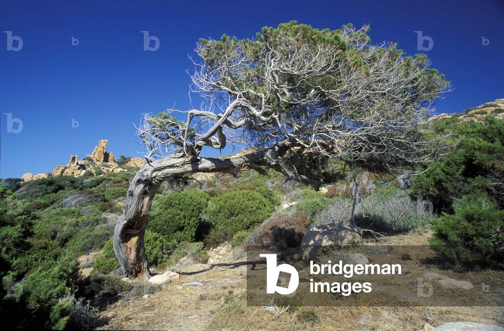 Juniperus Phoenicea, Juniper, Sardinia, Italy