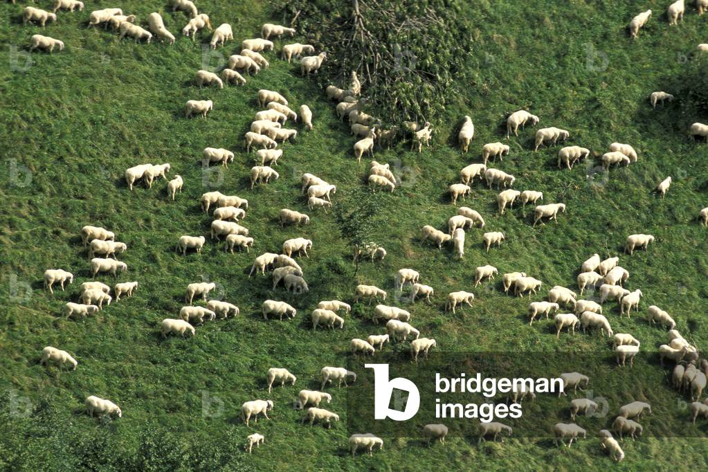 Gregge di pecore al pascolo, Prealpi lombarde, Lombardia, Italia
