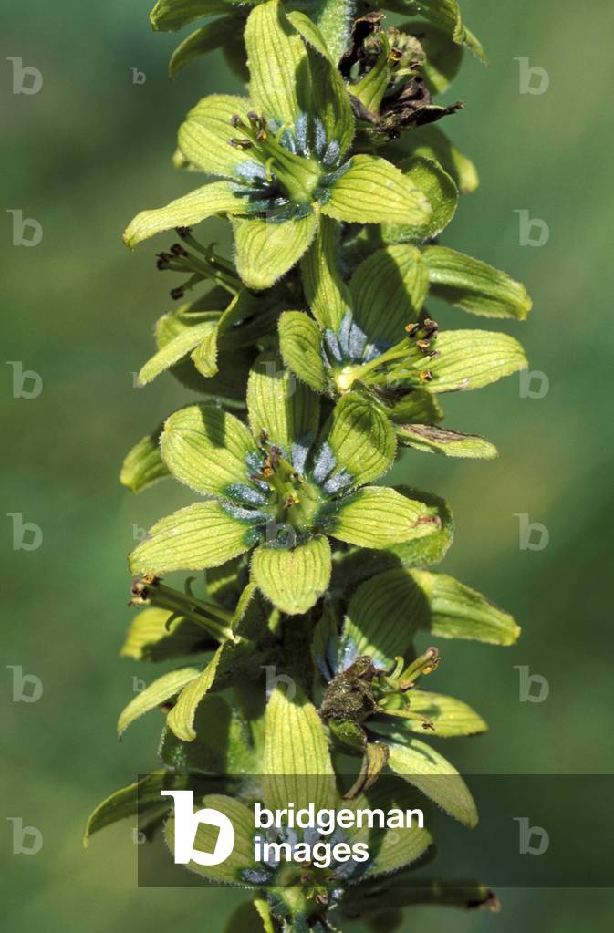 White hellebore, Italy