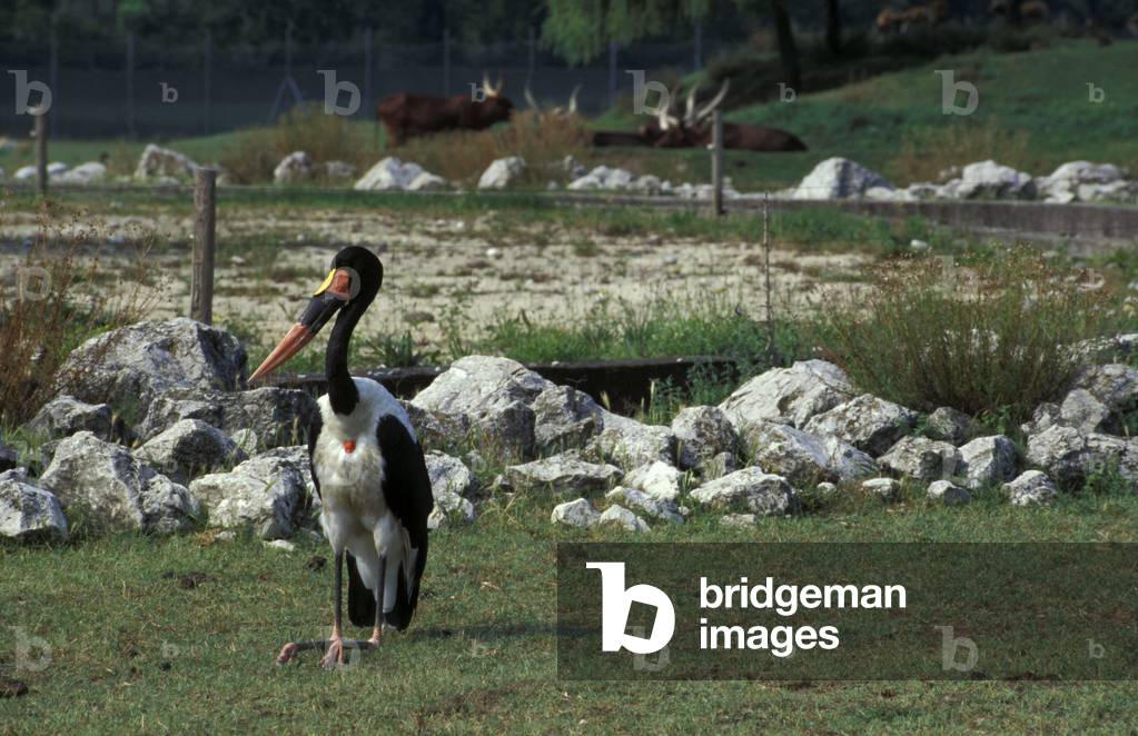Mitteria del Senegal, Safari park, Natura Viva park, Bussolengo, Veneto, Italy