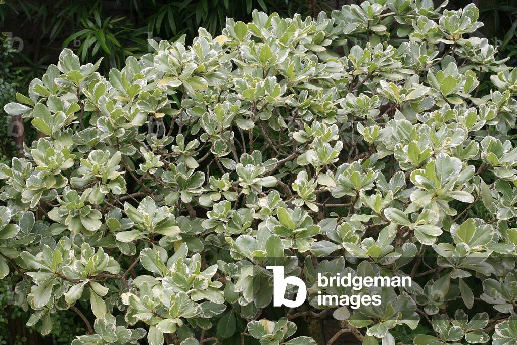 Pictusporum tobira Variegatum