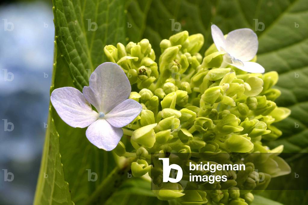 Buds, Hydrangea macrophylla, Italy