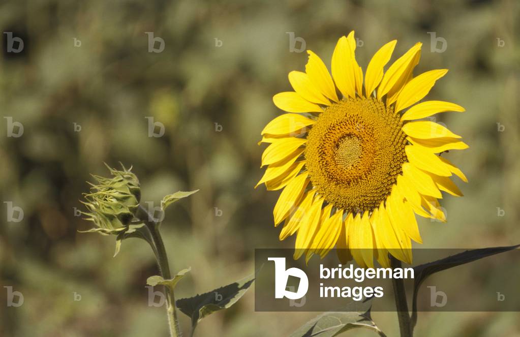 Sunflower, Siennese country, Tuscany, Italy.