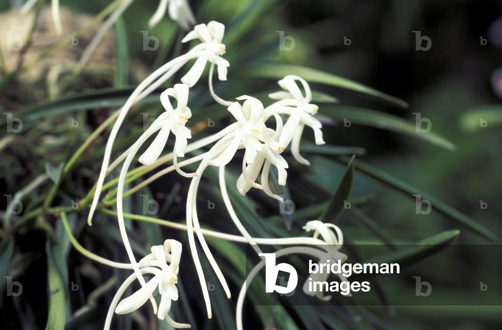 Neofinetia Falcata