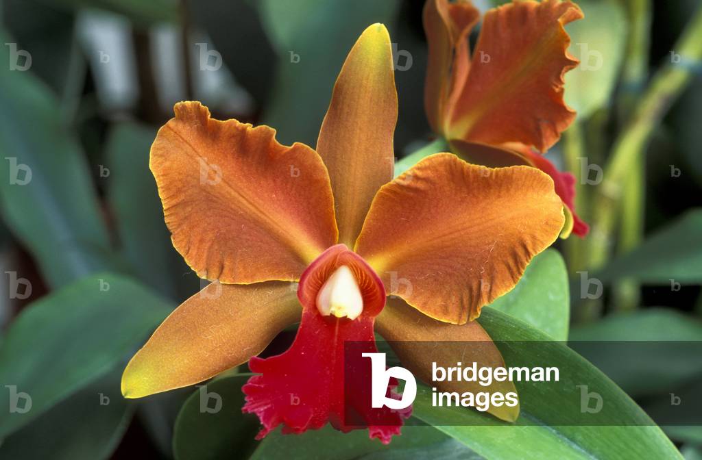 Cattleya “Golden Maul”