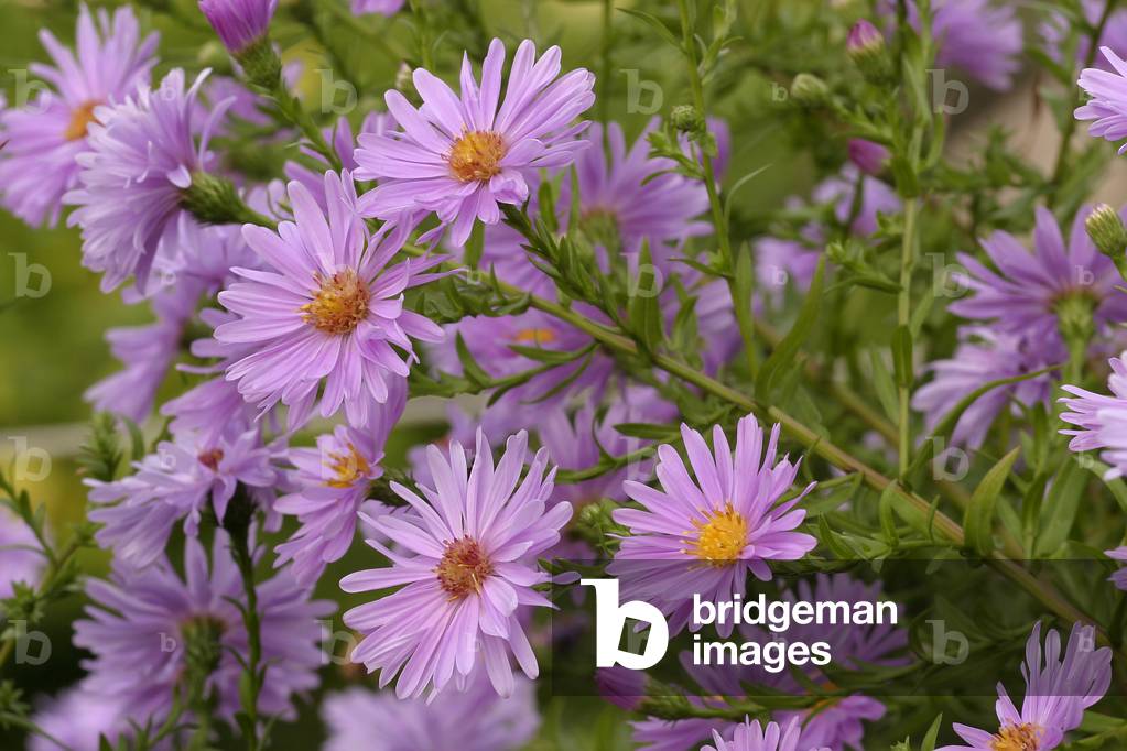 Aster novi-belgian “” Remenbrance””, New York aster