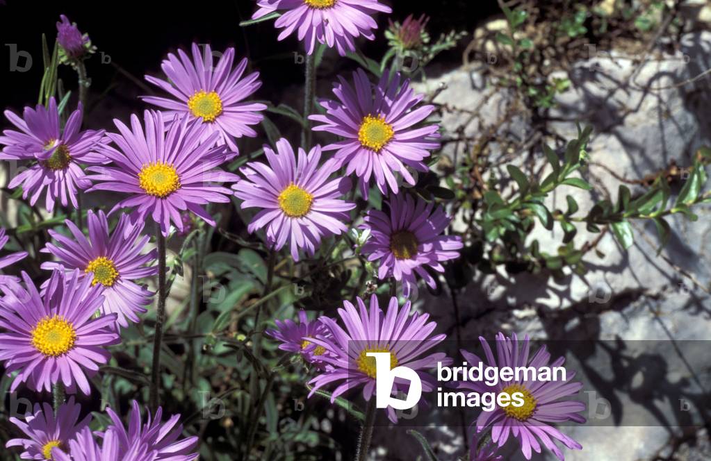 Alpinus Aster subspecies Cibennenensis