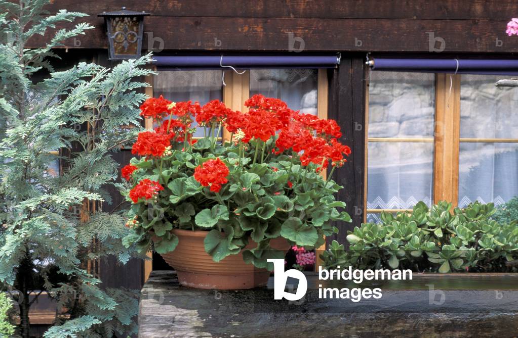 Window with pelargonium