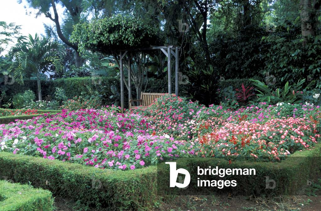 Impatiens walleriana