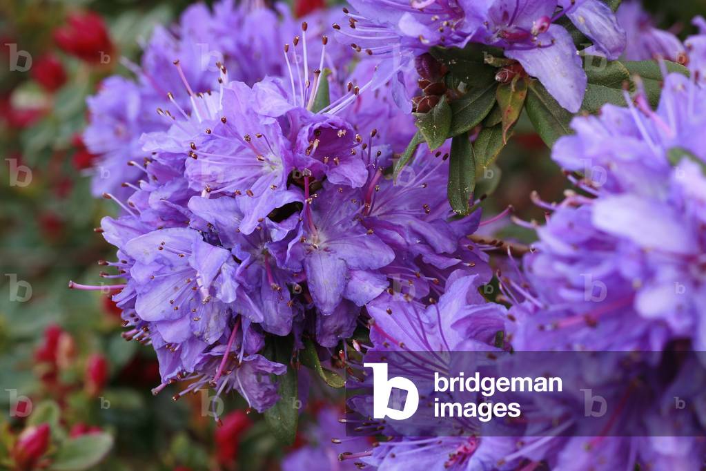 Rhododendron “Blue Diamond”